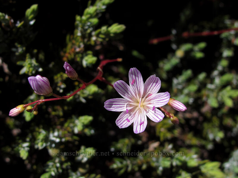Columbia lewisia (Lewisia columbiana) [Jumbo Peak, Gifford Pinchot National Forest, Skamania County, Washington]