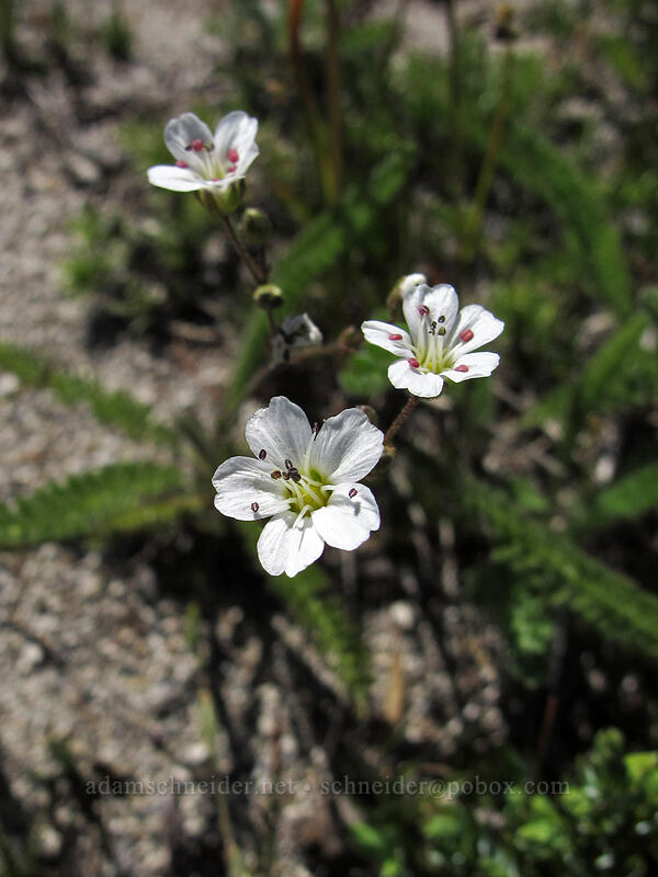 mountain sandwort (Eremogone capillaris (Arenaria capillaris)) [Jumbo Peak, Gifford Pinchot National Forest, Skamania County, Washington]