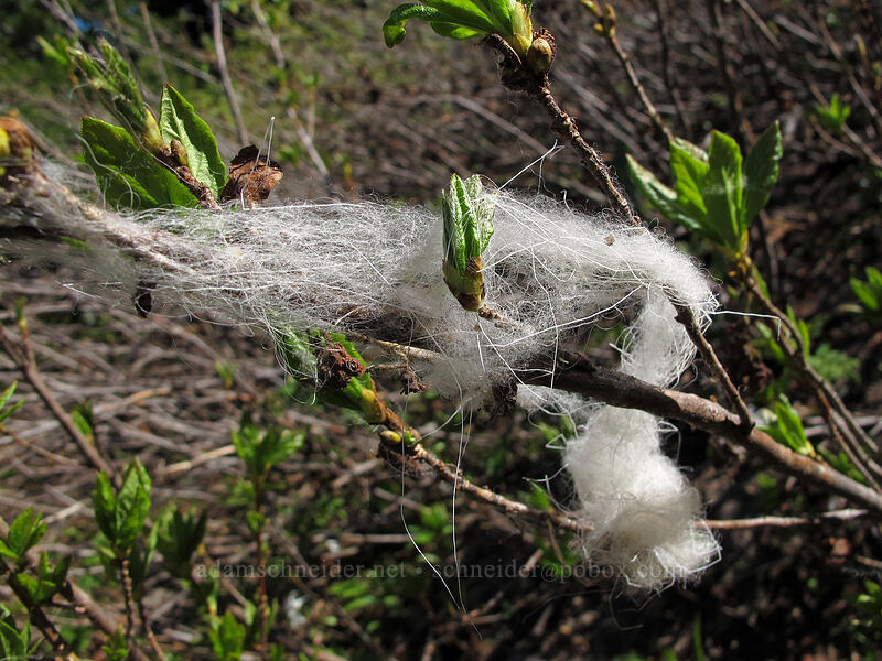 mountain goat fur (Oreamnos americanus) [Jumbo Peak, Gifford Pinchot National Forest, Skamania County, Washington]