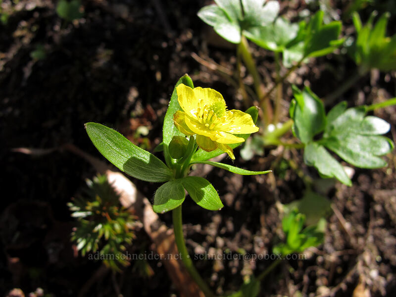 snow buttercup (Ranunculus eschscholtzii) [Jumbo Peak, Gifford Pinchot National Forest, Skamania County, Washington]