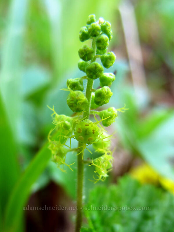 Brewer's (feathery) mitrewort (Brewerimitella breweri (Pectiantia breweri) (Mitella breweri)) [Jumbo Peak, Gifford Pinchot National Forest, Skamania County, Washington]