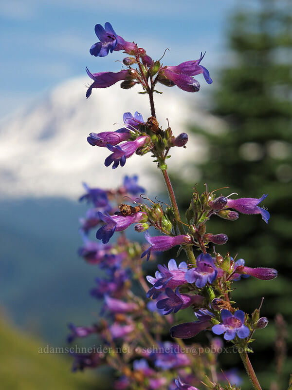 fine-toothed penstemon (Penstemon subserratus) [Juniper Ridge Trail, Gifford Pinchot National Forest, Skamania County, Washington]