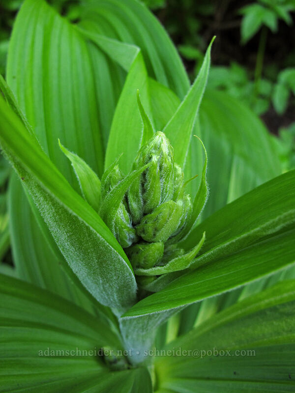 corn lily, budding (Veratrum viride var. eschscholtzianum (Veratrum eschscholtzii)) [Juniper Ridge Trail, Gifford Pinchot National Forest, Skamania County, Washington]
