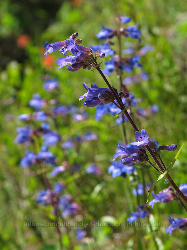 fine-toothed penstemon (Penstemon subserratus) [Juniper Ridge Trail, Gifford Pinchot National Forest, Skamania County, Washington]