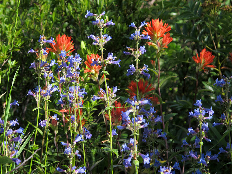 penstemon & paintbrush (Penstemon subserratus, Castilleja miniata) [Sunrise Trail, Gifford Pinchot National Forest, Skamania County, Washington]