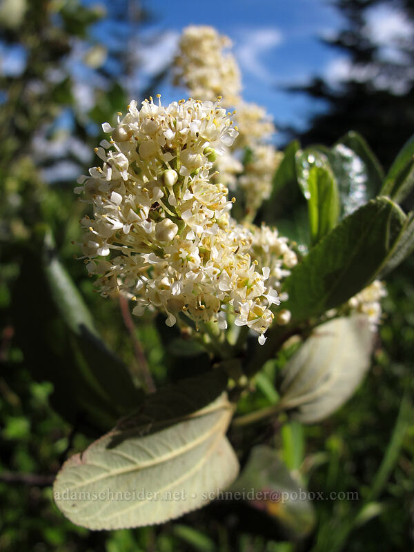 snow brush (Ceanothus velutinus) [Sunrise Trail, Gifford Pinchot National Forest, Skamania County, Washington]