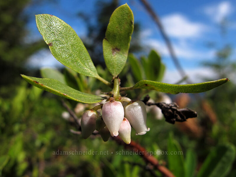 pine-mat manzanita (Arctostaphylos nevadensis) [Sunrise Trail, Gifford Pinchot National Forest, Skamania County, Washington]