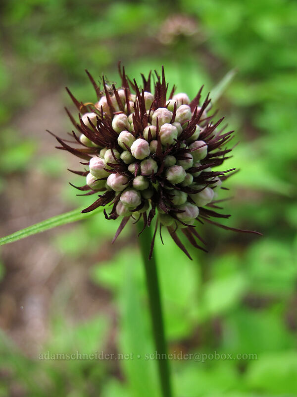 Sitka valerian, budding (Valeriana sitchensis) [Sunrise Trail, Gifford Pinchot National Forest, Skamania County, Washington]