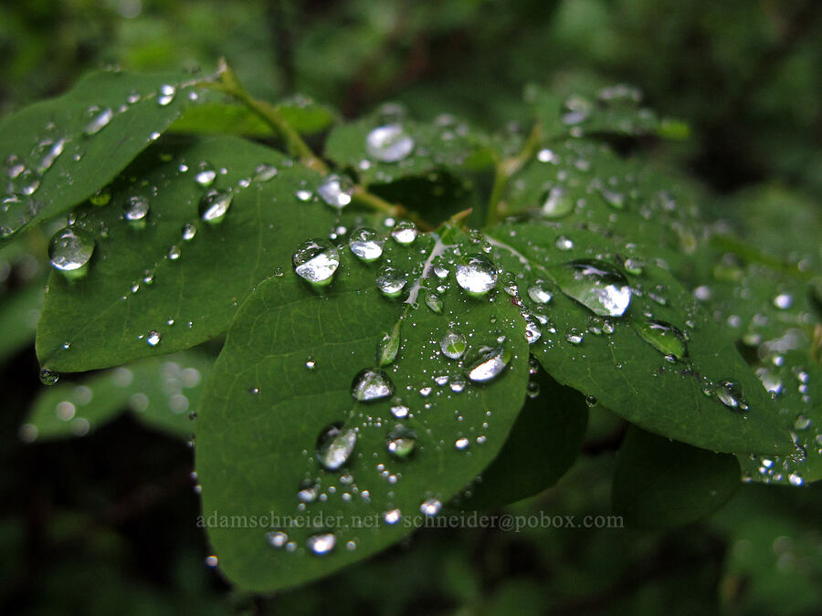 water droplets on huckleberry leaves (Vaccinium sp.) [Pacific Crest Trail, Snoqualmie National Forest, King County, Washington]
