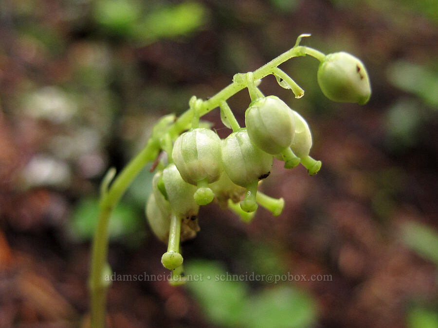 one-sided wintergreen (Orthilia secunda (Pyrola secunda)) [Pacific Crest Trail, Wenatchee National Forest, Kittitas County, Washington]