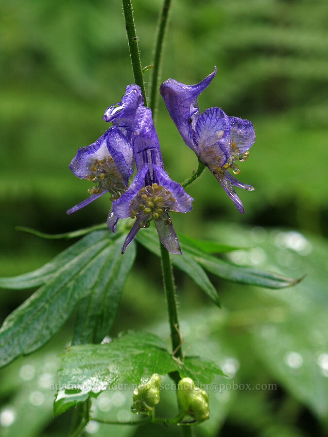 monkshood (Aconitum columbianum) [Pacific Crest Trail, Wenatchee National Forest, Kittitas County, Washington]
