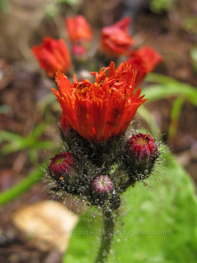 orange hawkweed (Hieracium aurantiacum (Pilosella aurantiaca)) [Pacific Crest Trail, Wenatchee National Forest, Kittitas County, Washington]