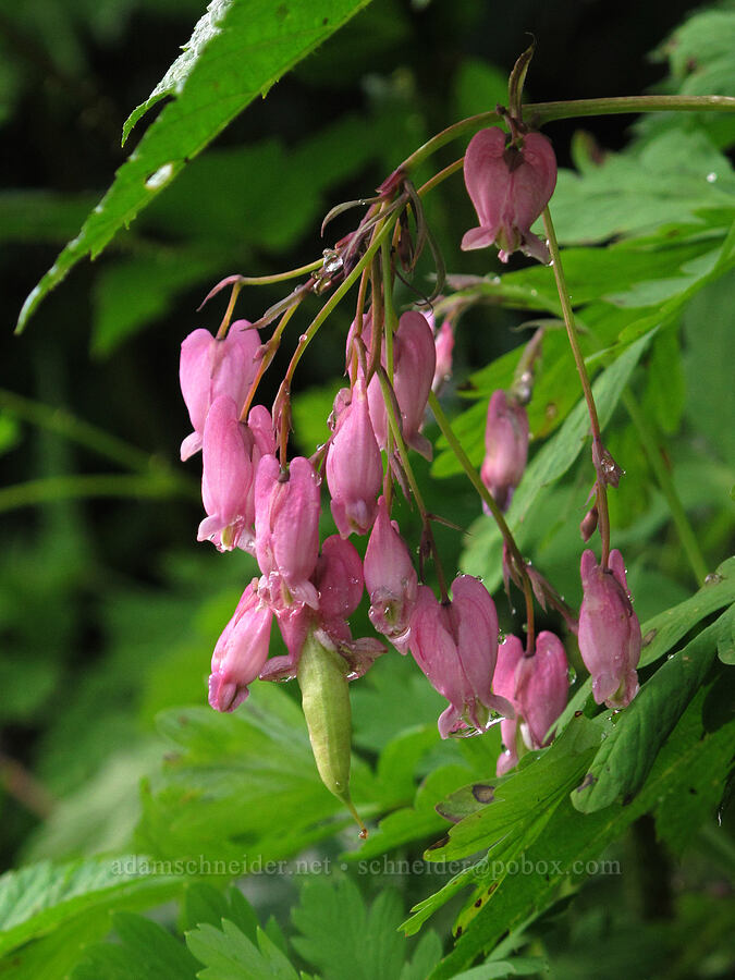 bleeding hearts (Dicentra formosa) [Pacific Crest Trail, Alpine Lakes Wilderness, King County, Washington]
