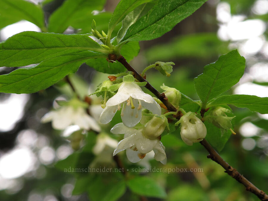 white rhododendron (Rhododendron albiflorum) [Pacific Crest Trail, Alpine Lakes Wilderness, King County, Washington]