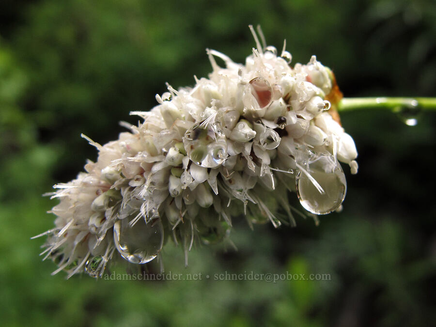 water droplets on bistort (Bistorta bistortoides (Polygonum bistortoides)) [Pacific Crest Trail, Alpine Lakes Wilderness, King County, Washington]