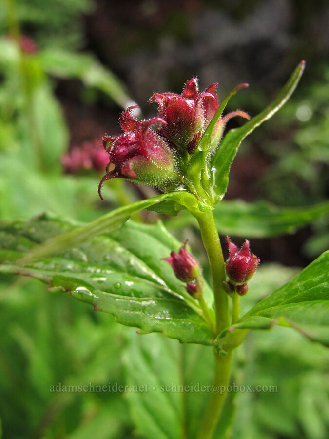 woodland beardtongue, budding (Nothochelone nemorosa) [Pacific Crest Trail, Alpine Lakes Wilderness, King County, Washington]
