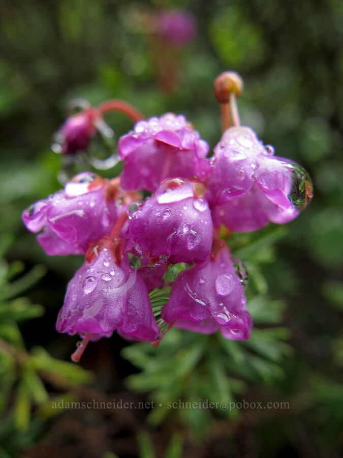 pink mountain heather (Phyllodoce empetriformis) [Pacific Crest Trail, Alpine Lakes Wilderness, King County, Washington]