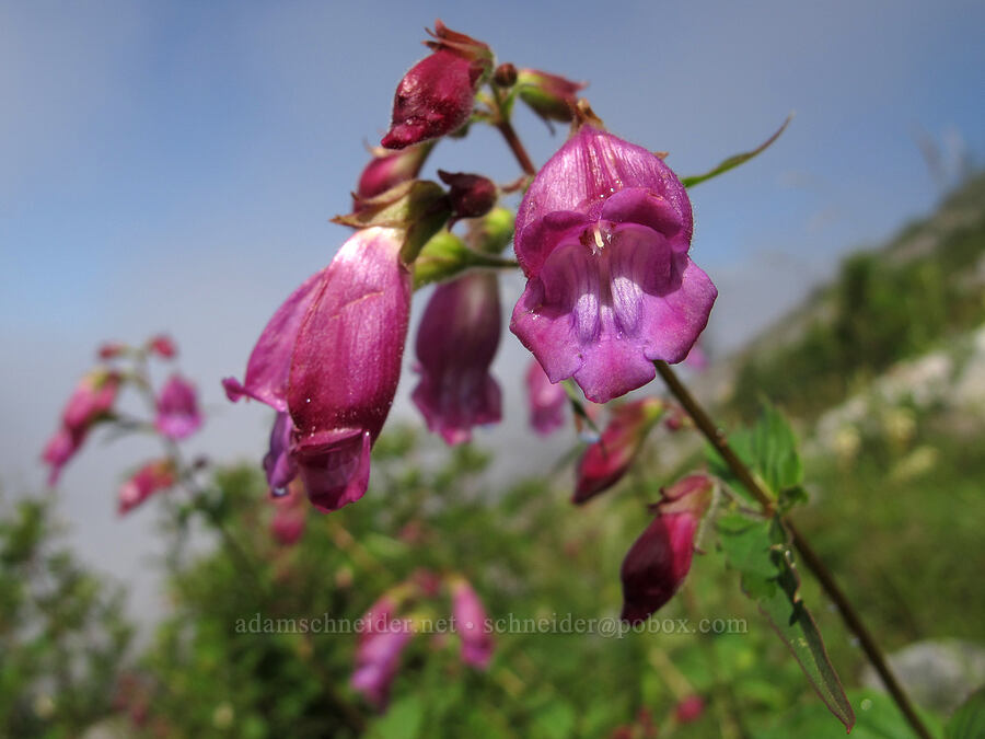 woodland beardtongue (Nothochelone nemorosa) [Pacific Crest Trail, Alpine Lakes Wilderness, King County, Washington]
