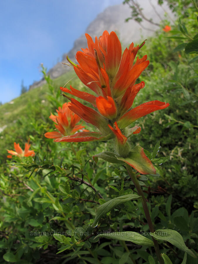 scarlet paintbrush (Castilleja miniata) [Pacific Crest Trail, Alpine Lakes Wilderness, King County, Washington]