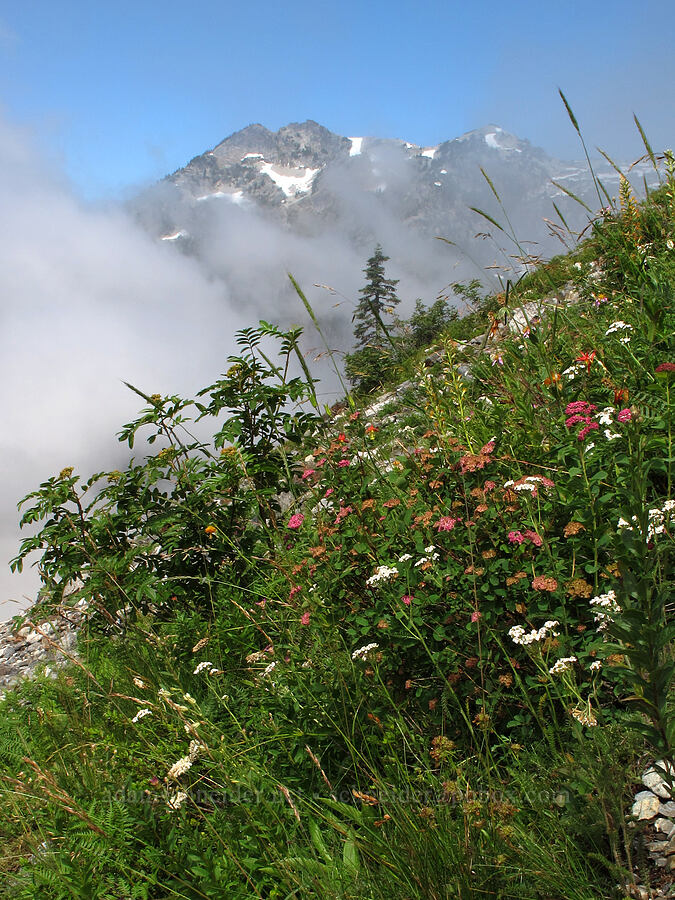 Snoqualmie Mountain & wildflowers [Pacific Crest Trail, Alpine Lakes Wilderness, King County, Washington]