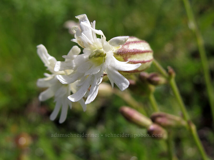Parry's catchfly (Silene parryi) [Pacific Crest Trail, Alpine Lakes Wilderness, King County, Washington]