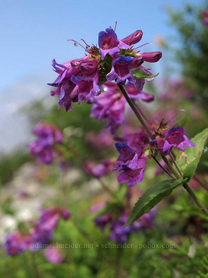 Cascade penstemon (Penstemon serrulatus) [Pacific Crest Trail, Alpine Lakes Wilderness, King County, Washington]