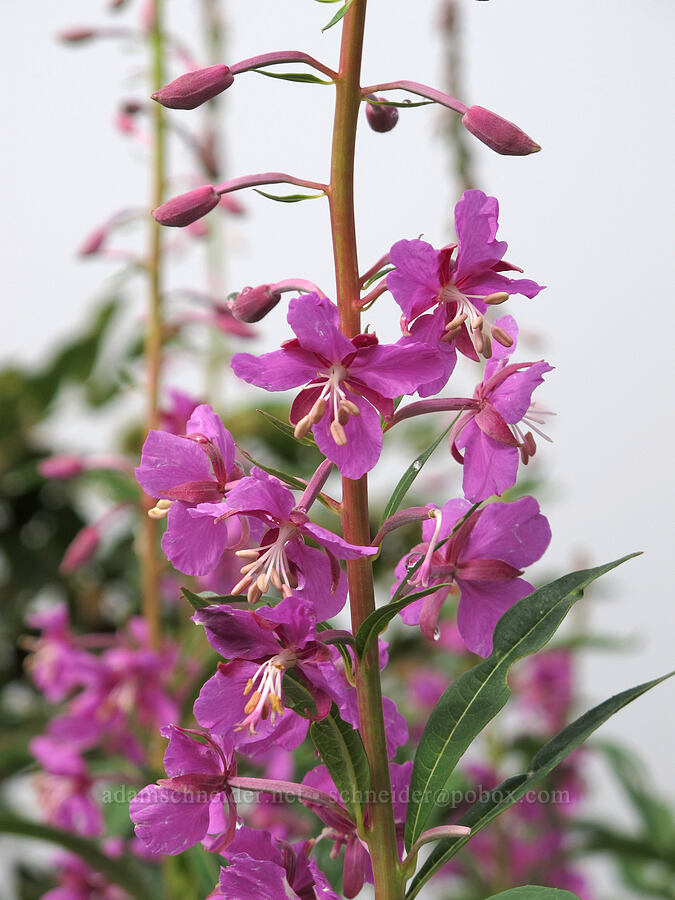 fireweed (Chamerion angustifolium (Chamaenerion angustifolium) (Epilobium angustifolium)) [Pacific Crest Trail, Alpine Lakes Wilderness, King County, Washington]