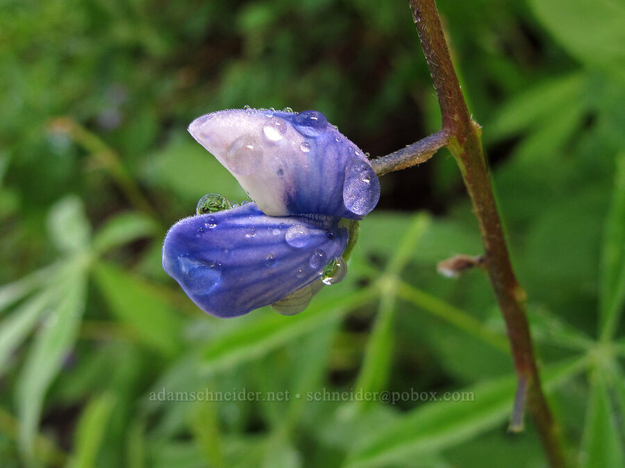 lupine (Lupinus latifolius) [Pacific Crest Trail, Alpine Lakes Wilderness, King County, Washington]