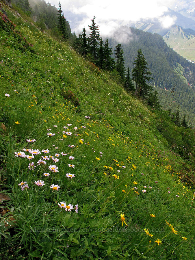 fleabane & arnica (Erigeron glacialis var. glacialis, Arnica latifolia) [Kendall Peak, Alpine Lakes Wilderness, King County, Washington]