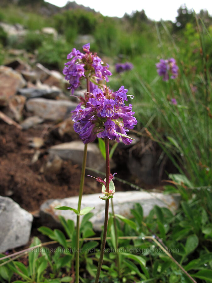 small-flowered penstemon (Penstemon procerus) [Kendall Peak, Alpine Lakes Wilderness, King County, Washington]