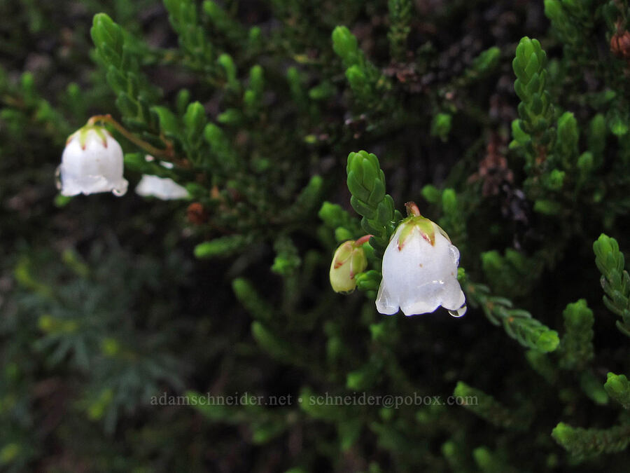 white mountain heather (Cassiope mertensiana) [Pacific Crest Trail, Alpine Lakes Wilderness, King County, Washington]