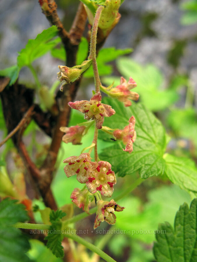 maple-leaf currant (Ribes acerifolium (Ribes howellii)) [Pacific Crest Trail, Alpine Lakes Wilderness, King County, Washington]