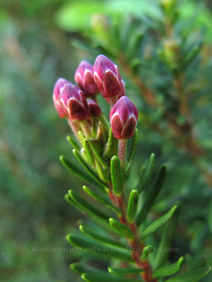 pink mountain heather, budding (Phyllodoce empetriformis) [Pacific Crest Trail, Alpine Lakes Wilderness, Kittitas County, Washington]