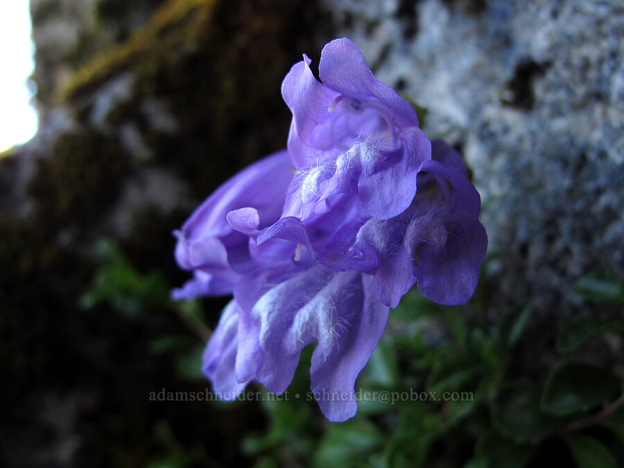 Menzies' penstemon (Penstemon davidsonii var. menziesii) [Pacific Crest Trail, Alpine Lakes Wilderness, Kittitas County, Washington]