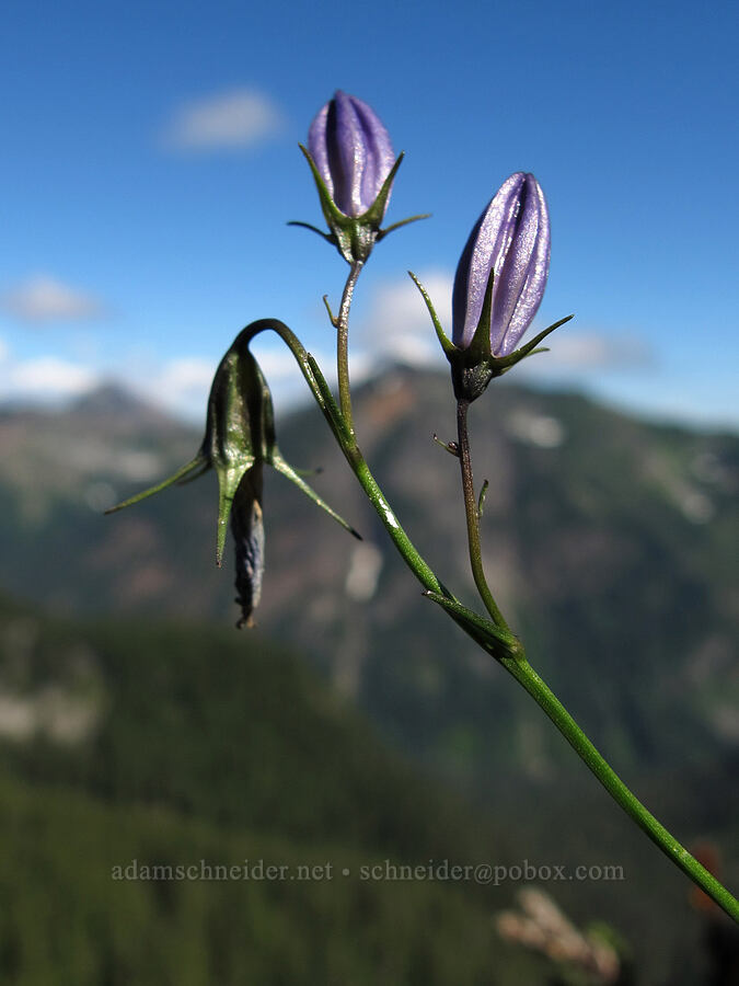 harebells, budding (Campanula petiolata (Campanula rotundifolia)) [Pacific Crest Trail, Alpine Lakes Wilderness, Kittitas County, Washington]