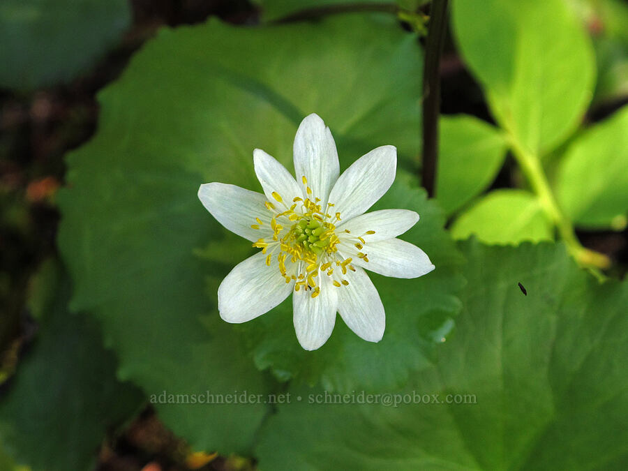 white marsh-marigold (Caltha biflora (Caltha leptosepala var. biflora)) [Commonwealth Basin Trail, Snoqualmie National Forest, King County, Washington]