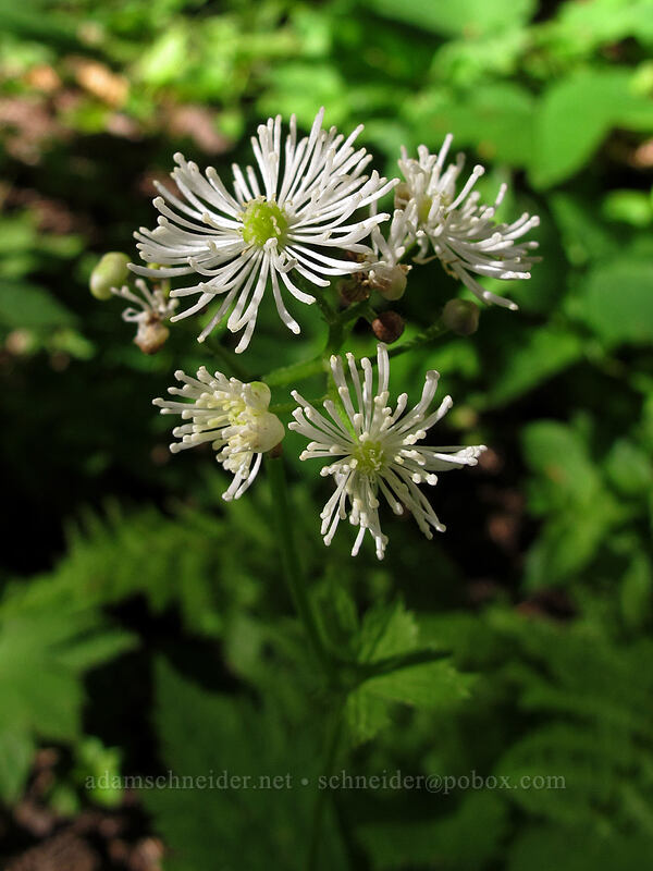 western bugbane (tassel-rue) (Trautvetteria caroliniensis) [Top Spur Trail, Mt. Hood National Forest, Clackamas County, Oregon]