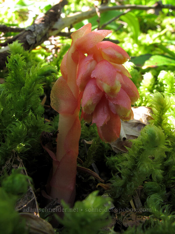 pinesap (Monotropa hypopitys) [Top Spur Trail, Mt. Hood National Forest, Clackamas County, Oregon]
