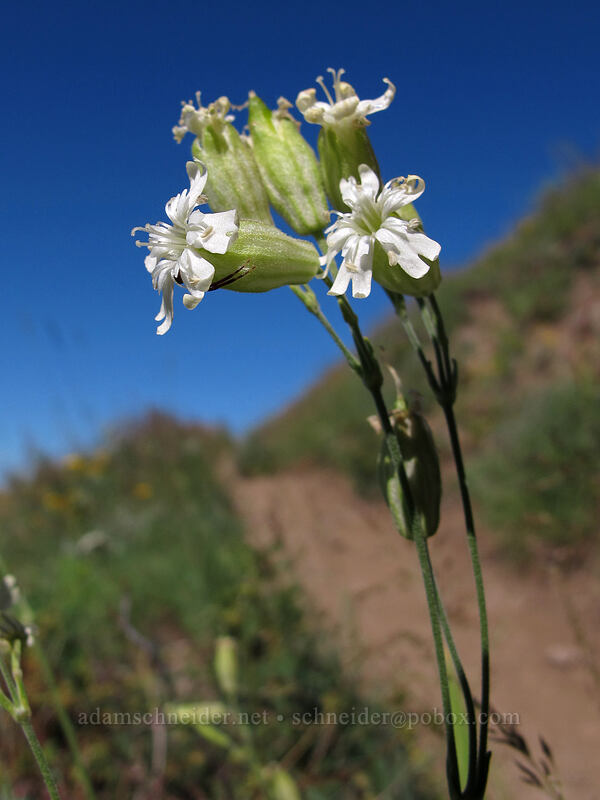 Douglas' catchfly (Silene douglasii) [Bald Mountain, Mt. Hood Wilderness, Clackamas County, Oregon]