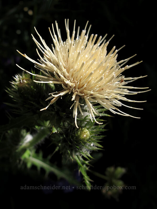 white thistle (Cirsium sp.) [Bald Mountain, Mt. Hood Wilderness, Clackamas County, Oregon]