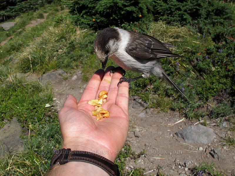 gray jay (Perisoreus canadensis) [Bald Mountain Ridge, Mt. Hood Wilderness, Clackamas County, Oregon]