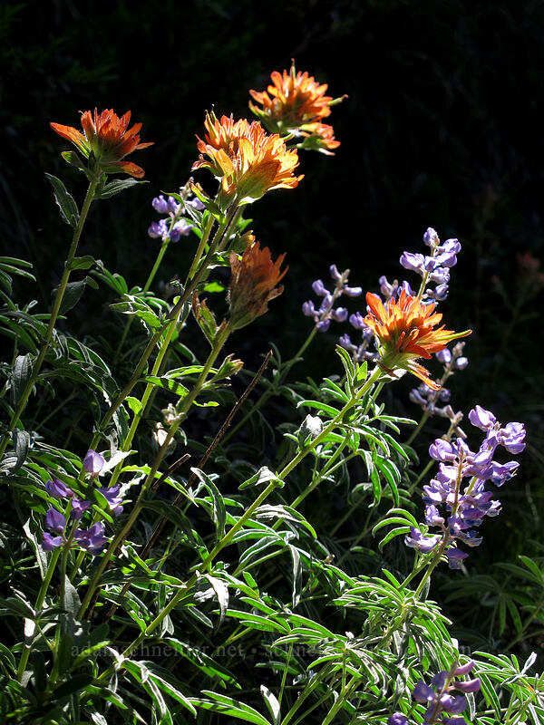 paintbrush & lupines (Castilleja miniata, Lupinus latifolius) [Bald Mountain Ridge, Mt. Hood Wilderness, Clackamas County, Oregon]