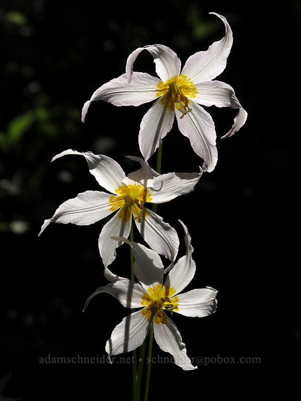 avalanche lilies (Erythronium montanum) [Bald Mountain Ridge, Mt. Hood Wilderness, Hood River County, Oregon]
