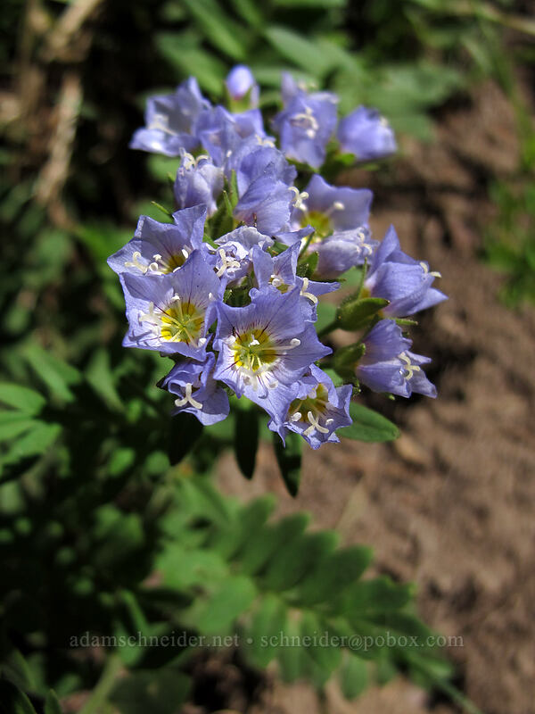 California Jacob's-ladder (Polemonium californicum) [McNeil Point scramble trail, Mt. Hood Wilderness, Clackamas County, Oregon]
