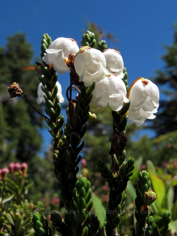 white mountain heather (Cassiope mertensiana) [McNeil Point, Mt. Hood Wilderness, Hood River County, Oregon]