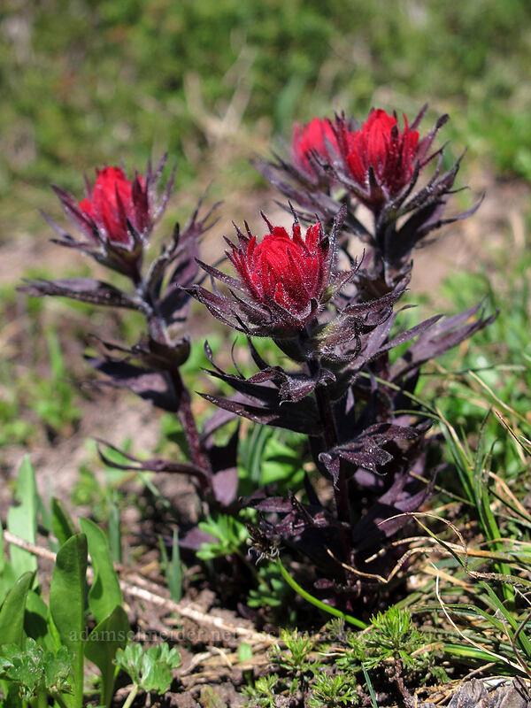 magenta paintbrush (Castilleja parviflora var. oreopola) [McNeil Point Trail, Mt. Hood Wilderness, Hood River County, Oregon]