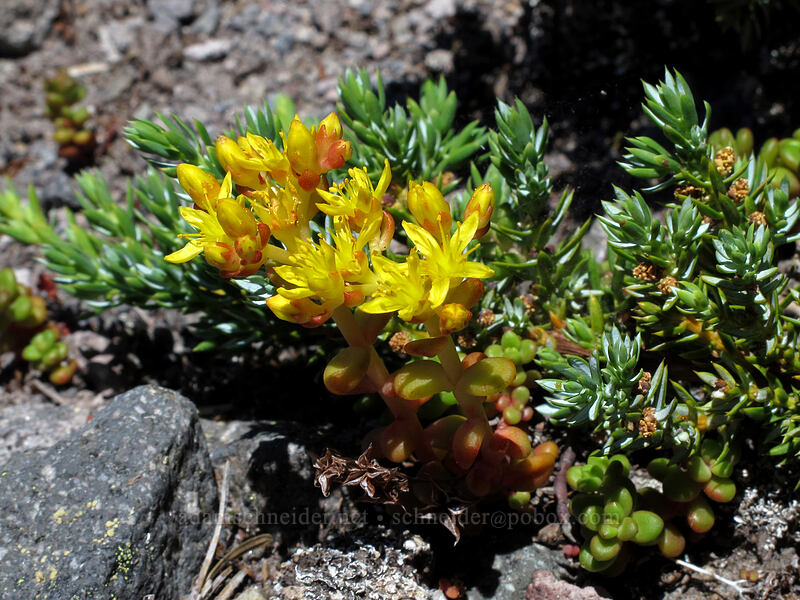 spreading stonecrop (and juniper leaves) (Sedum divergens, Juniperus communis) [above Cairn Basin, Mt. Hood Wilderness, Hood River County, Oregon]