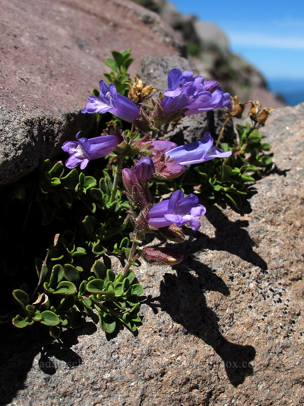 Davidson's penstemon (Penstemon davidsonii) [Gladd Ridge, Mt. Hood Wilderness, Hood River County, Oregon]