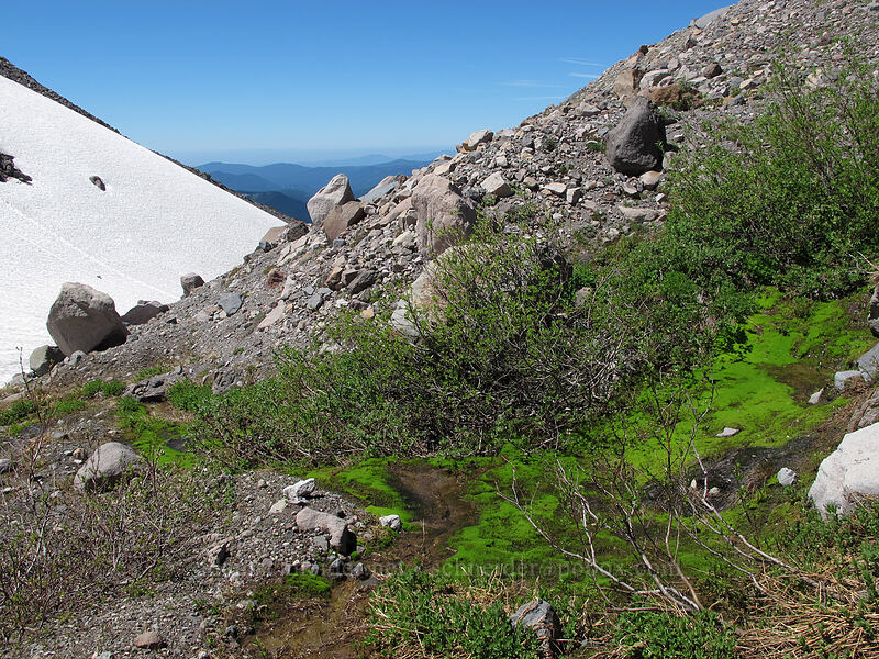 alpine willow garden (Salix sp.) [Ladd Glacier moraine, Mt. Hood Wilderness, Hood River County, Oregon]