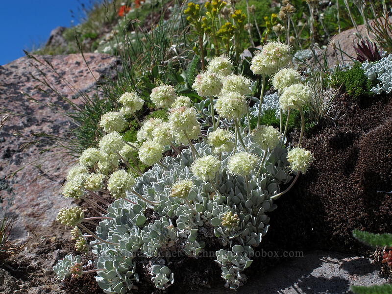 cushion buckwheat (Eriogonum ovalifolium var. nivale) [below Barrett Spur, Mt. Hood Wilderness, Hood River County, Oregon]
